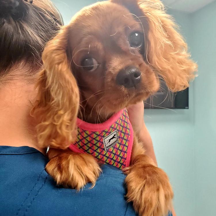 Maui Lani Veterinary Hospital Kahului, HI